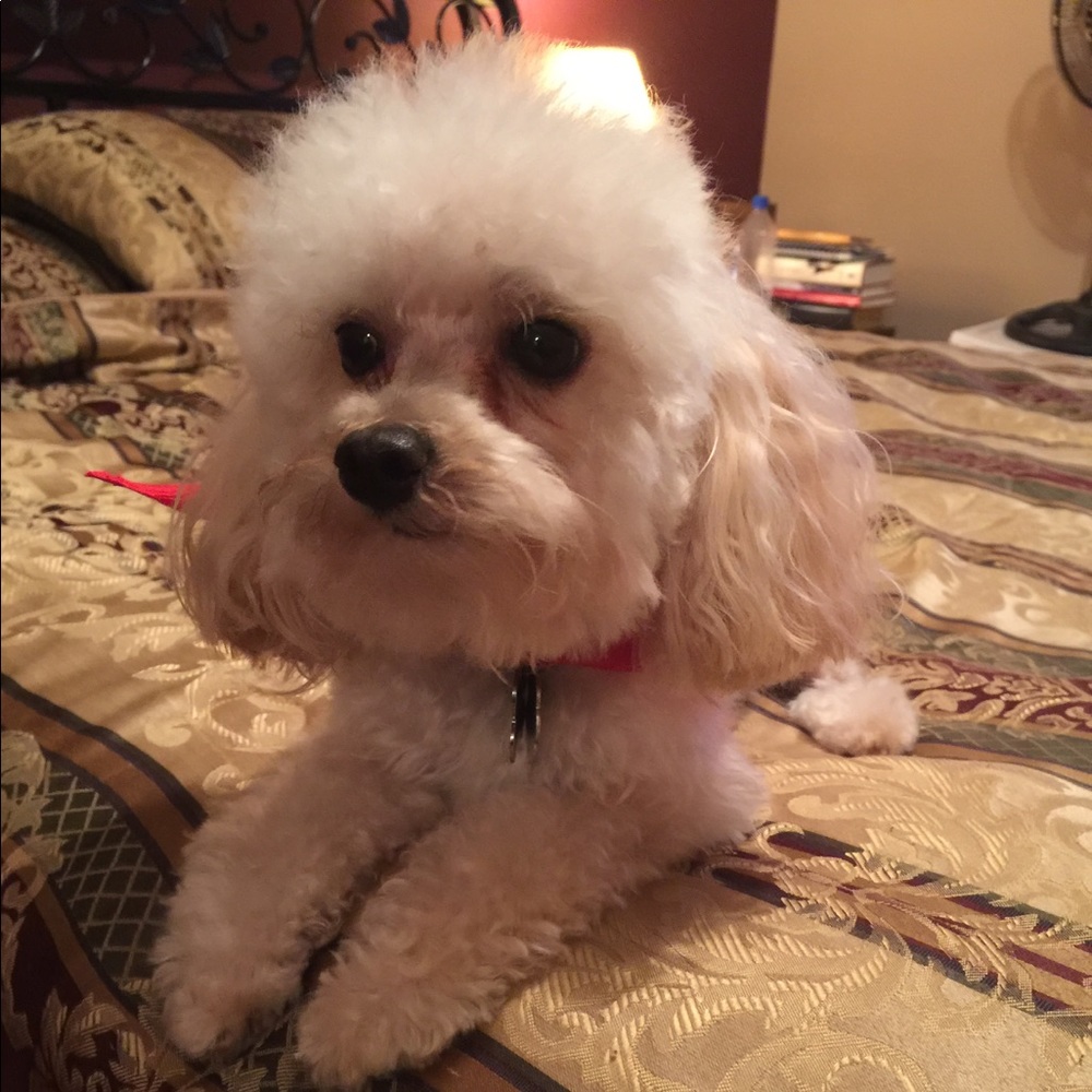 Meet your Posher, Cynthia